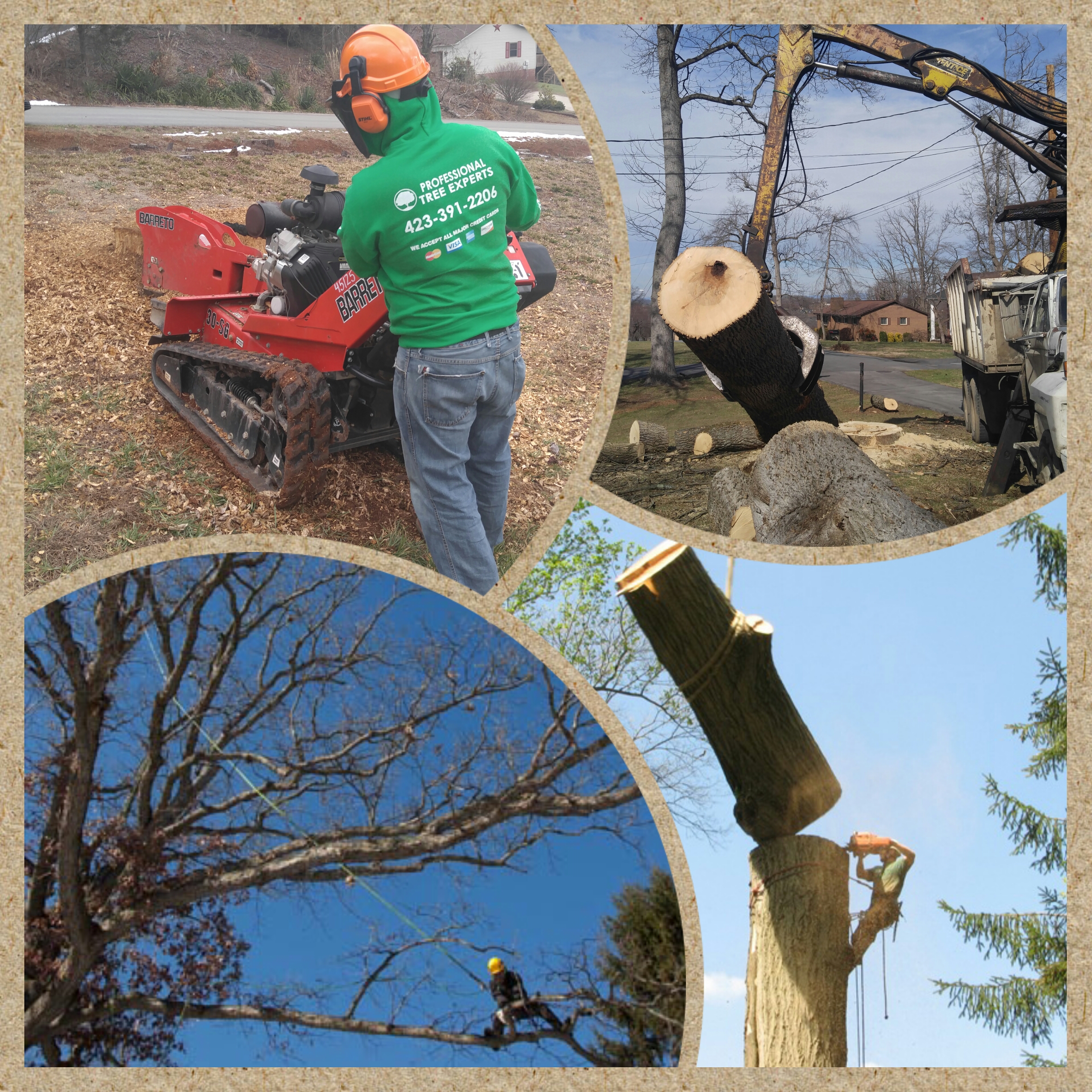 ISA Certified Arborist performing tree removal