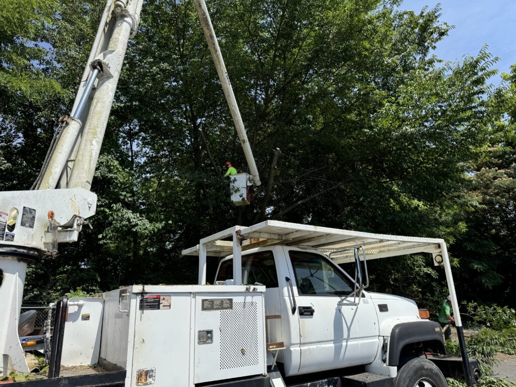 ISA Certified arborist pruning trees in Johnson City TN
