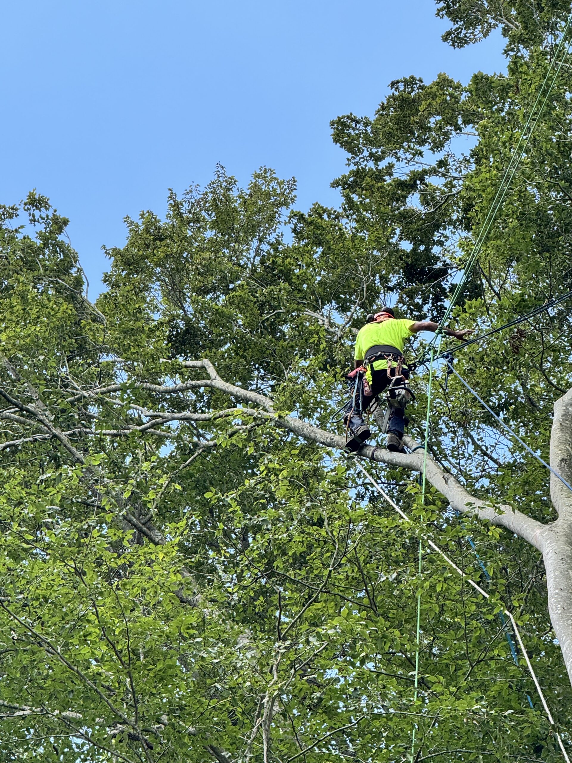 ISA certified arborist climbing tree performing professional tree service in Johnson City Tennessee 