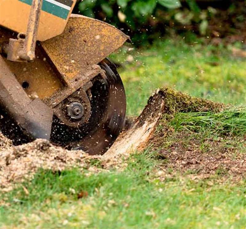 Tree stump grinding service in Johnson City TN