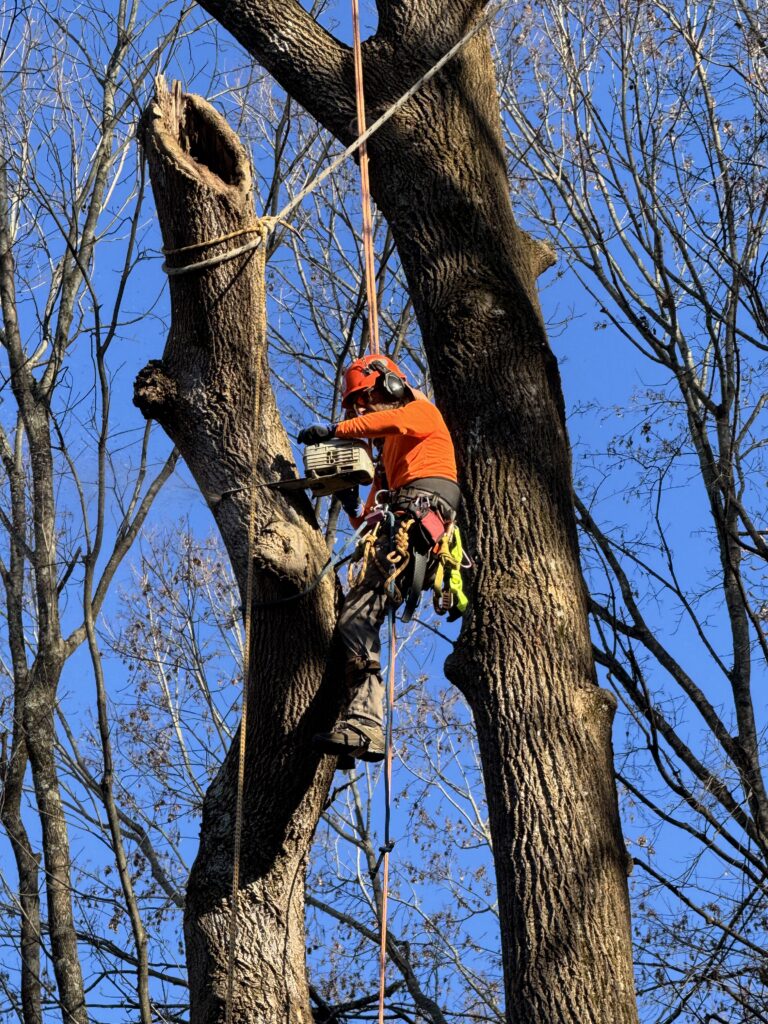 ISA certified arborist performing tree removal in Johnson City TN