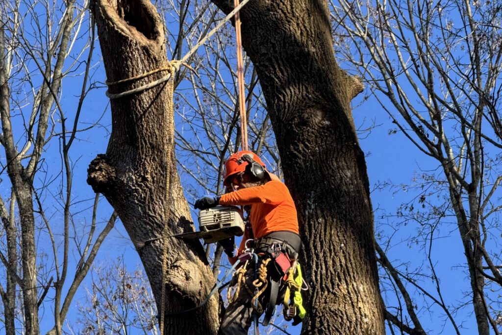 ISA certified arborist performing tree removal in Johnson City TN
