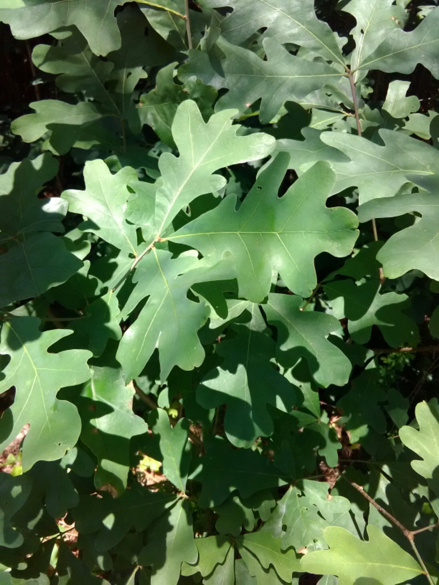 White oak (Quercus alba) tree, public domain photo by Claire Secrist