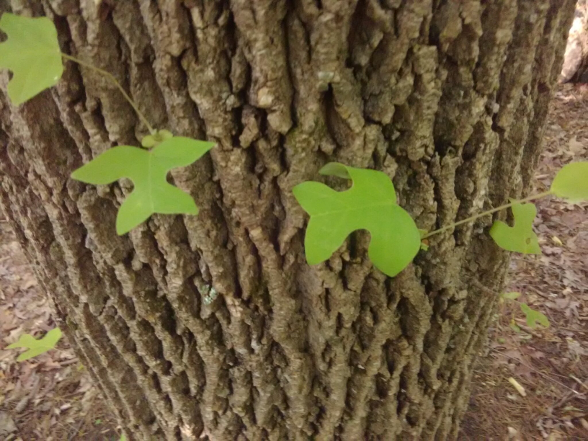 Tulip poplar tree, Tennessee's state tree