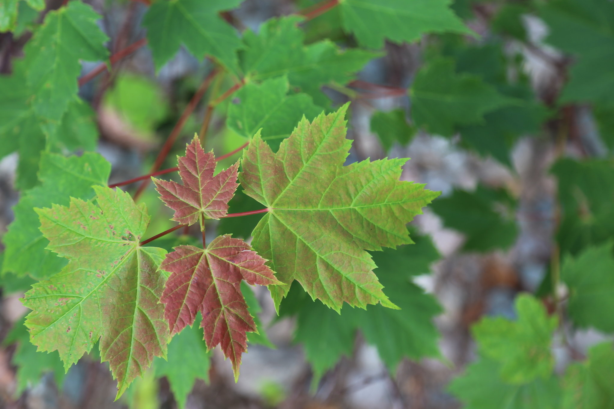 Sugar and red maple tree in Northeast Tennessee
