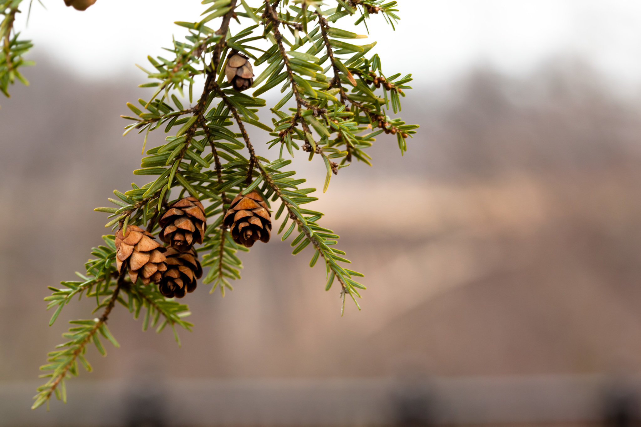Eastern hemlock tree in Northeast Tennessee