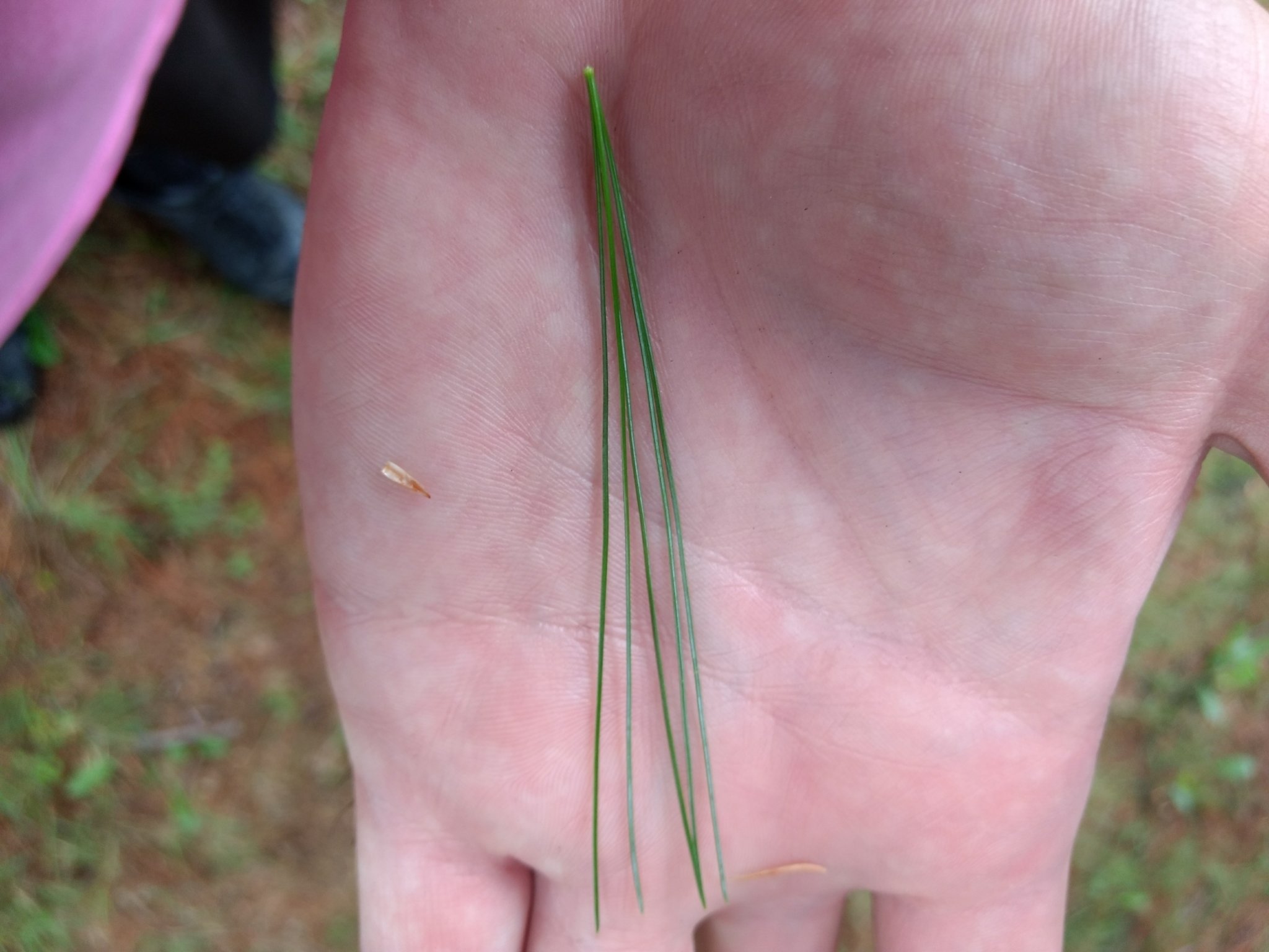 Eastern white pine tree in Northeast Tennessee