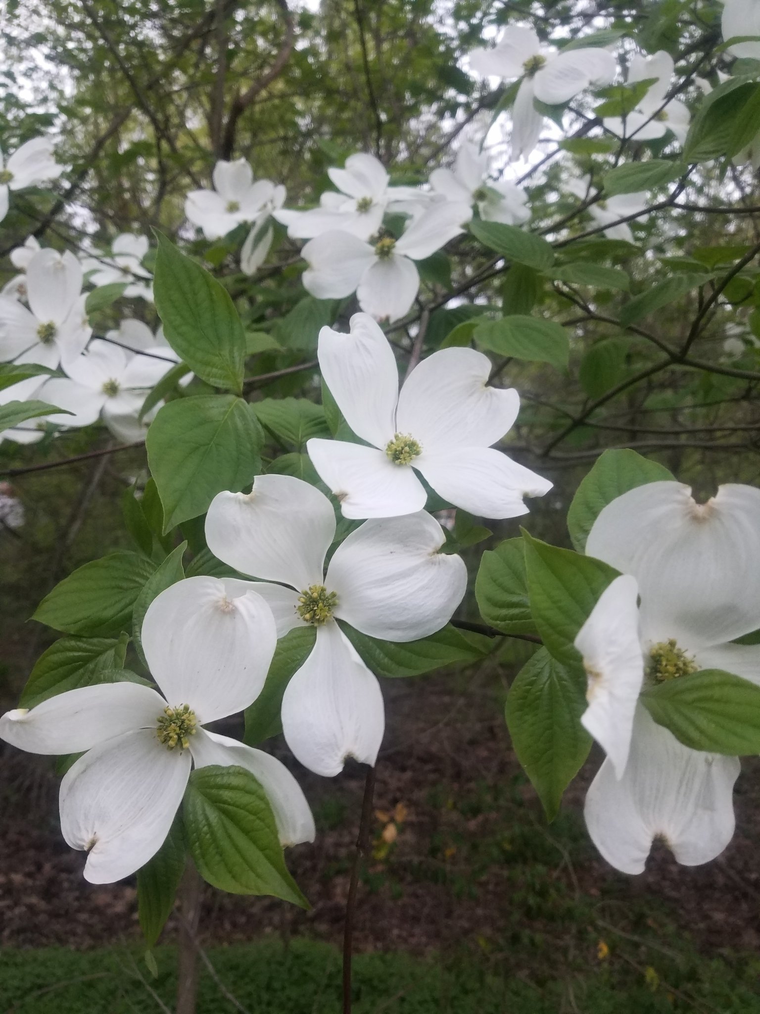 Flowering dogwood tree in bloom, Northeast Tennessee