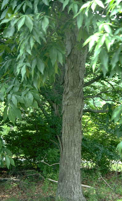 Shagbark hickory tree with distinctive shaggy bark