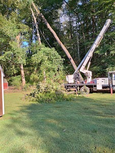 Professional Tree Experts place picture