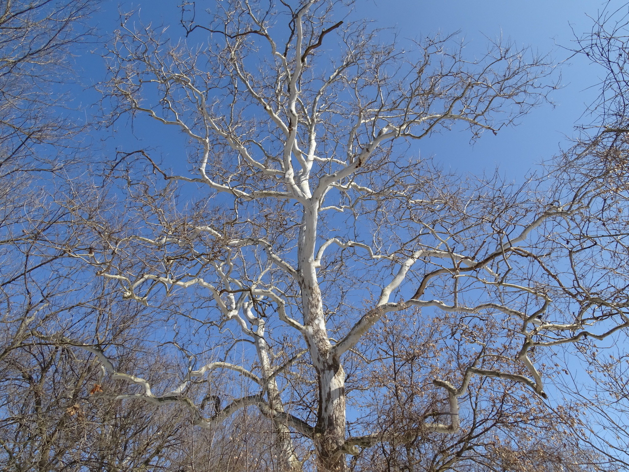 American sycamore tree with mottled bark